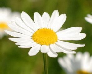 Chamomile decoction causes a feeling of fatigue. 
