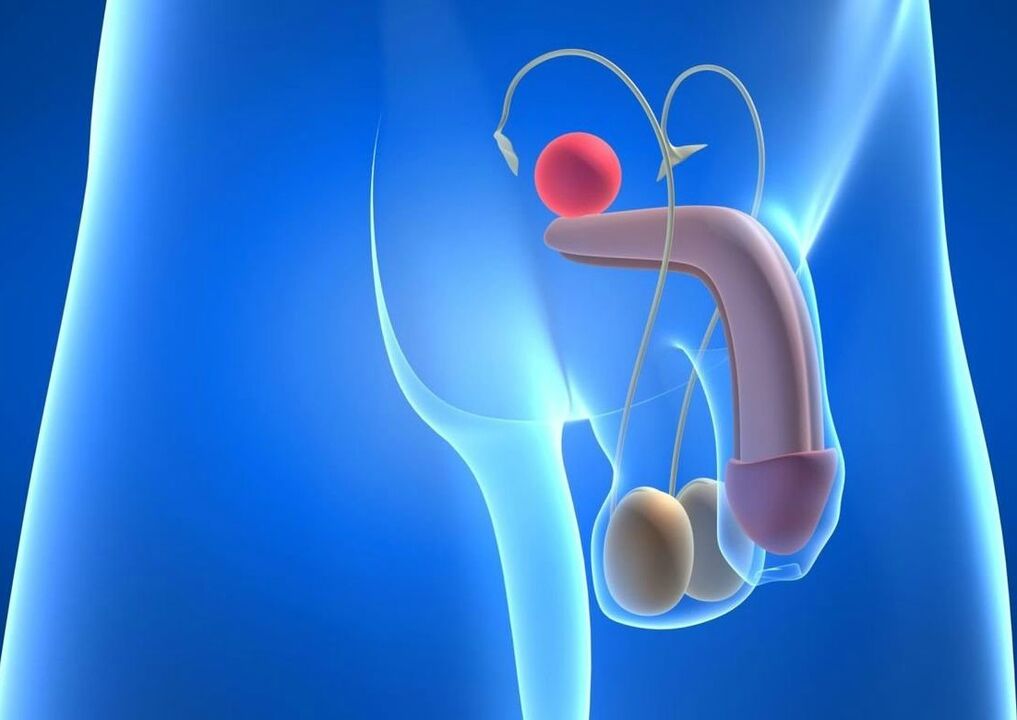 structure of the penis and ways to enlarge it